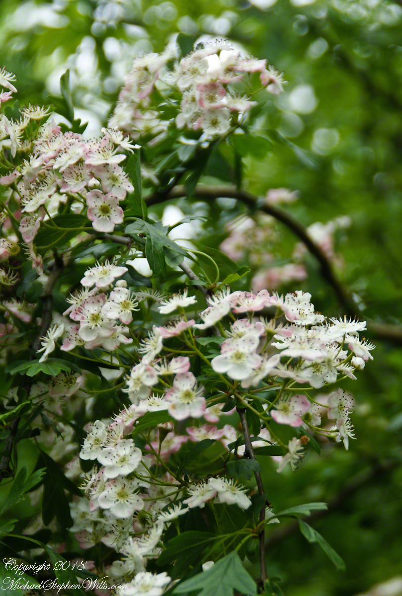 Hawthorne Blossoms on the former McArdle Home