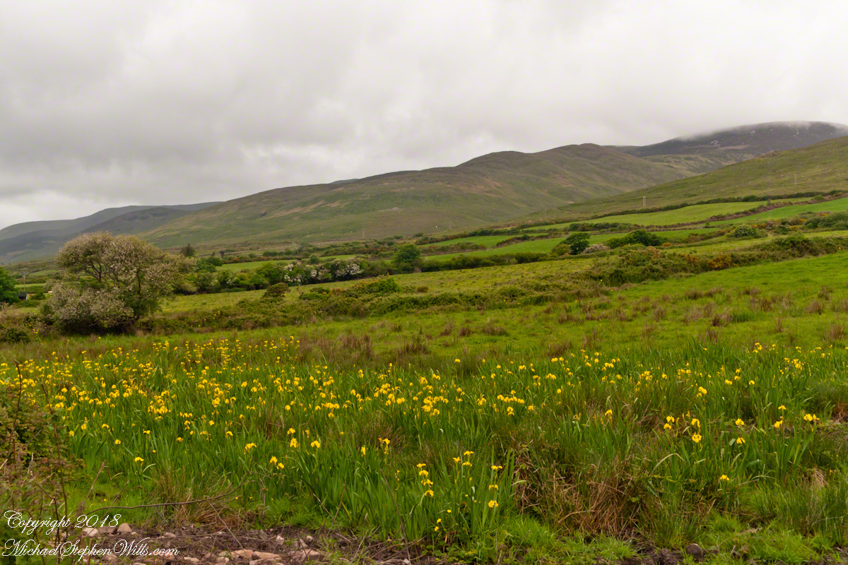 Field of Yellow Iris Flowers, Dingle Peninsula