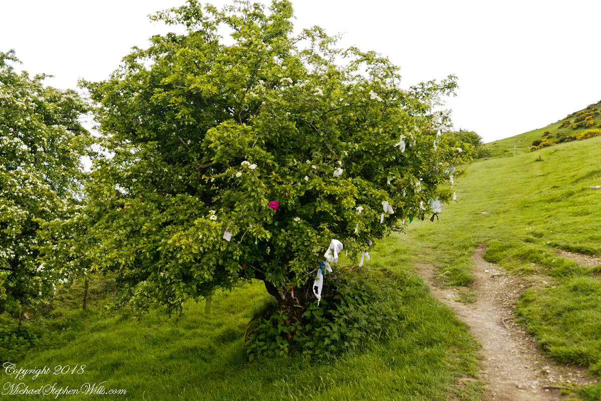 Hawthorn Tree with Offerings