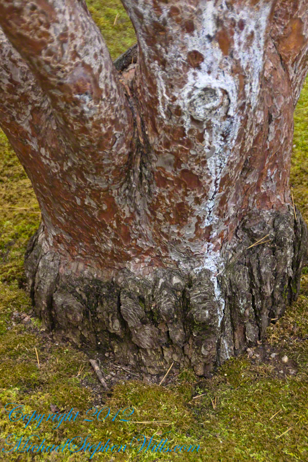 Base Trunk - Tanyosho Red Pine Cultivar