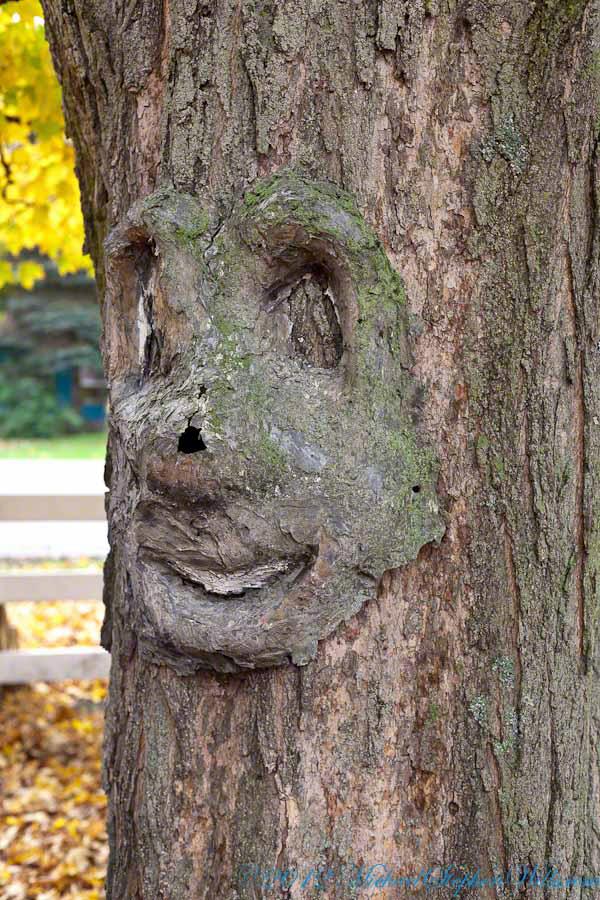 PumpkinFarmTreeFace2012