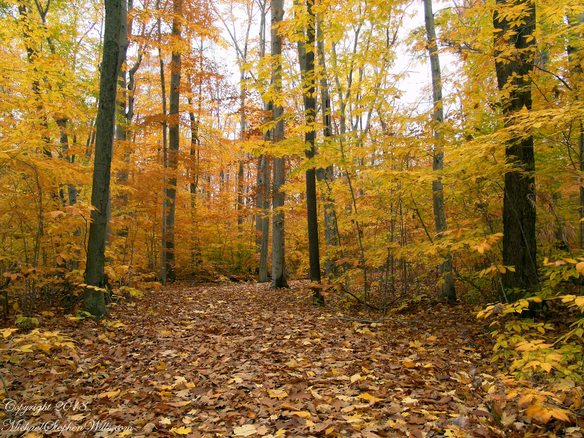 Autumn Stroll in Sapsucker Woods