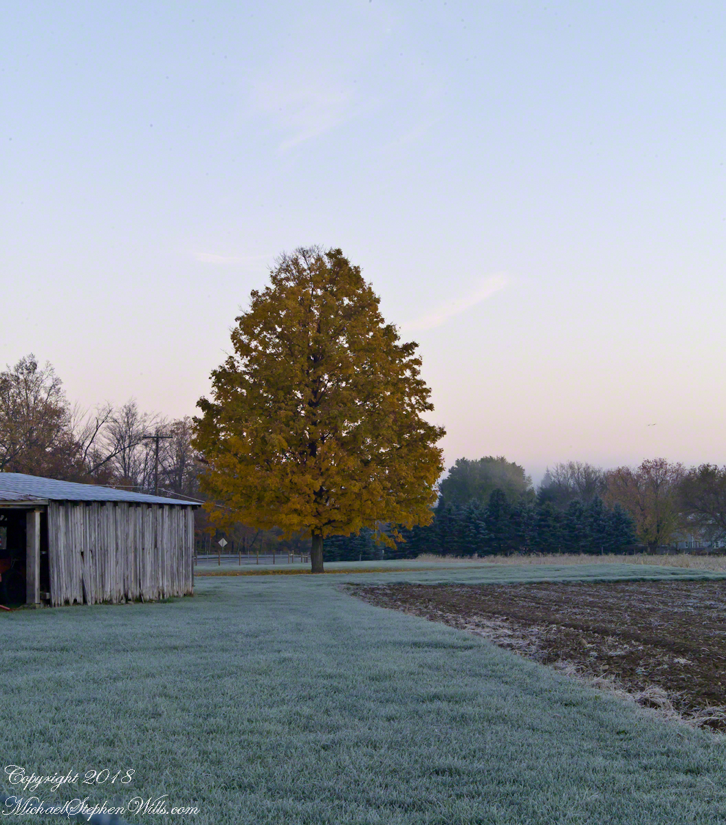 Maple and Shed