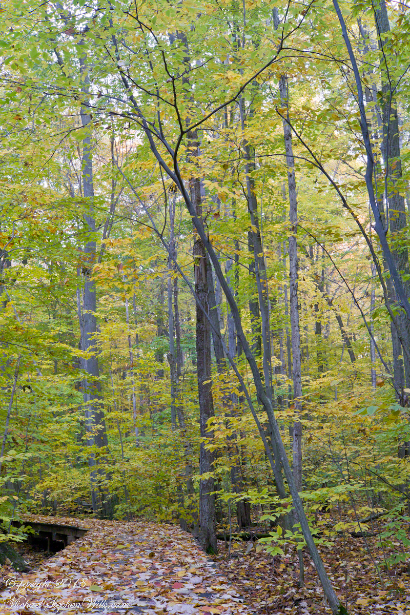Forest Boardwalk