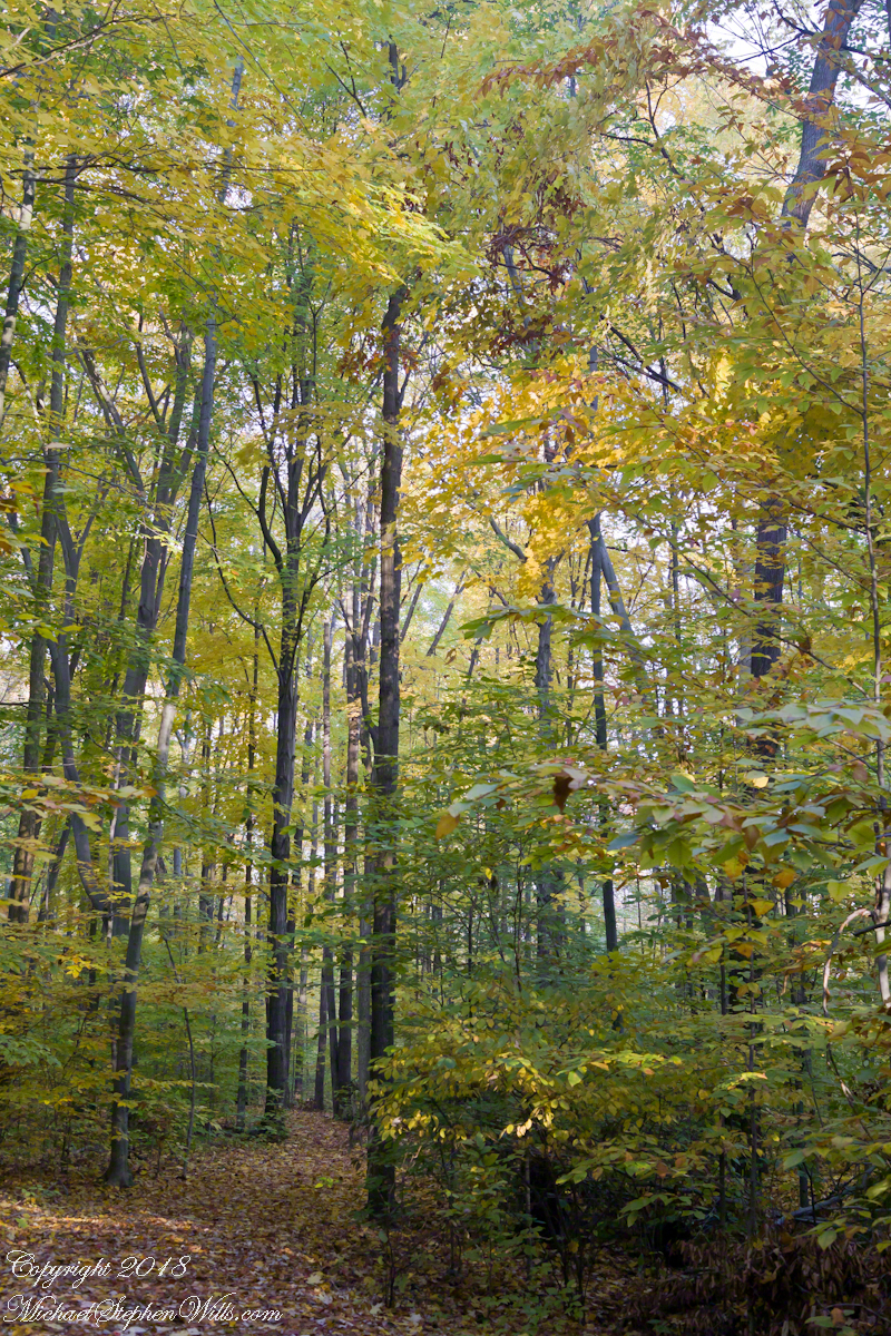 Forest Path