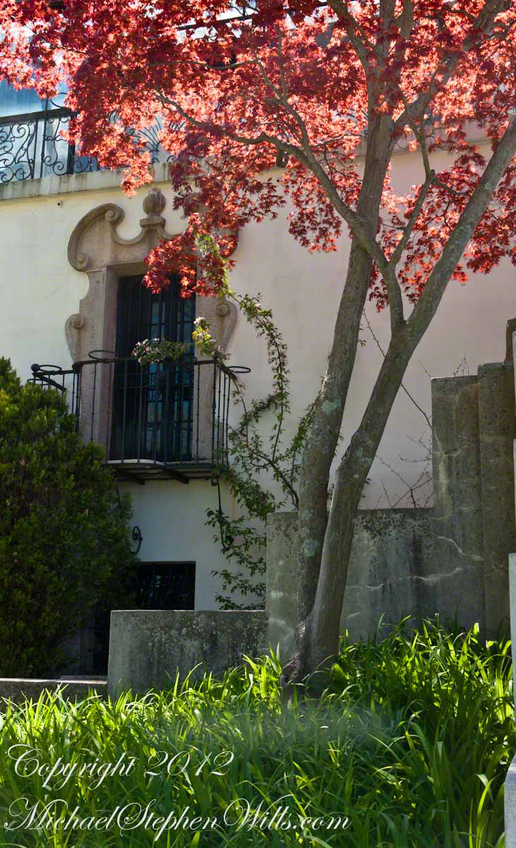 Window and Red Maple