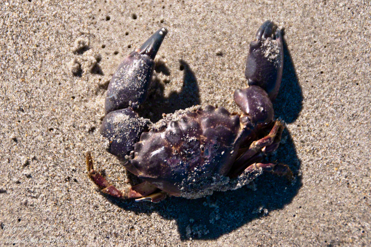 Click Photograph for my OnLine Galleries
