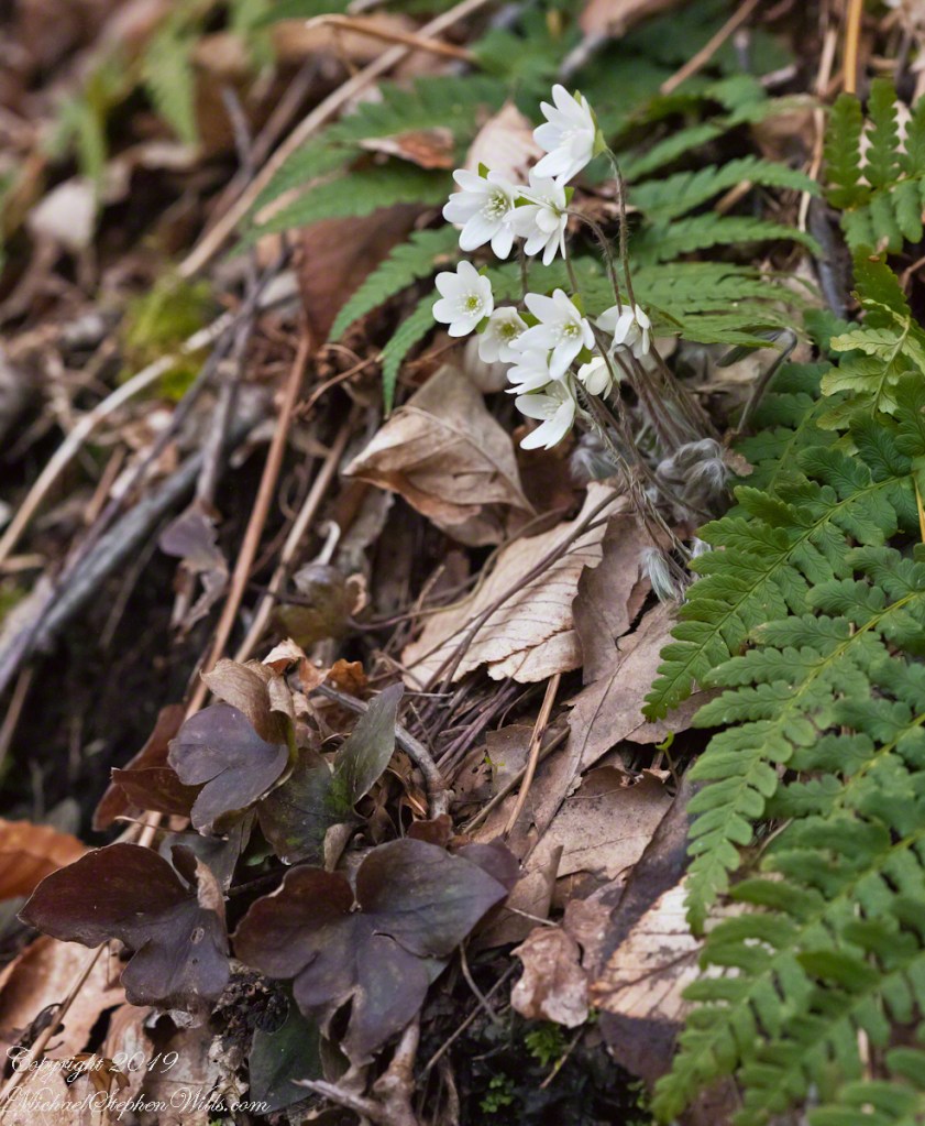 Click photograph for a larger version