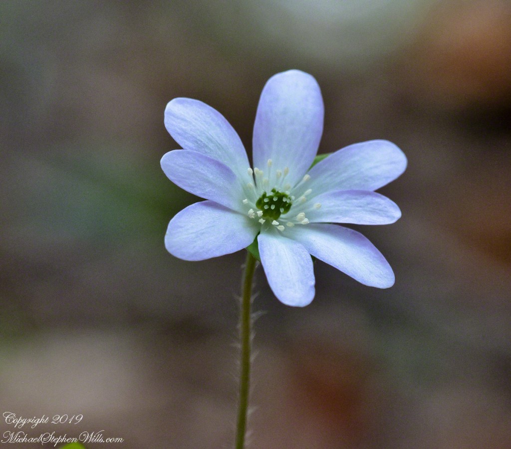 Click photograph for a larger version