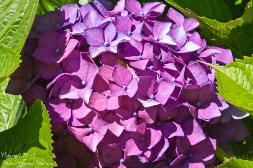 Hydrangea Ensenada ClubAleman Chile February 15, 2016