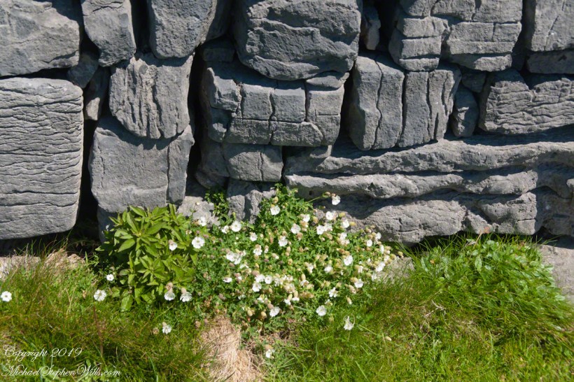 Detail of Dun Aonghasa Dry Stone Wall with White Flowers of Sea