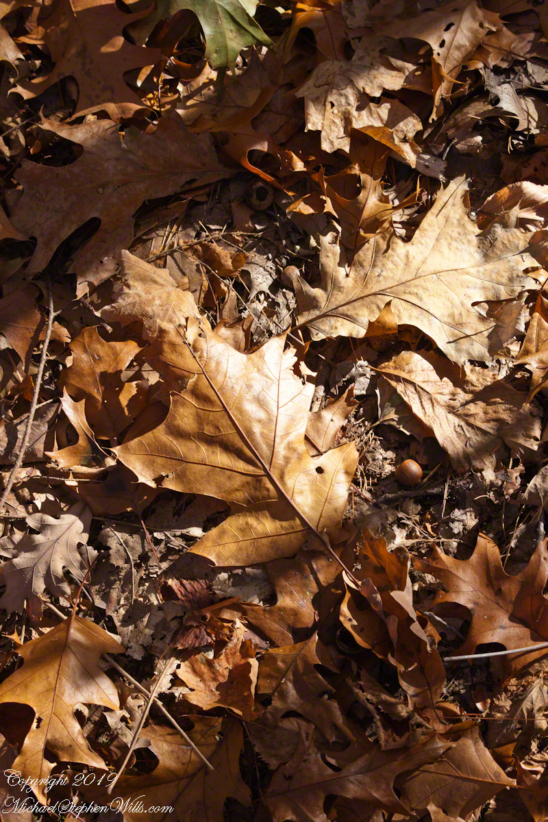 Oak Leaves, forest floor