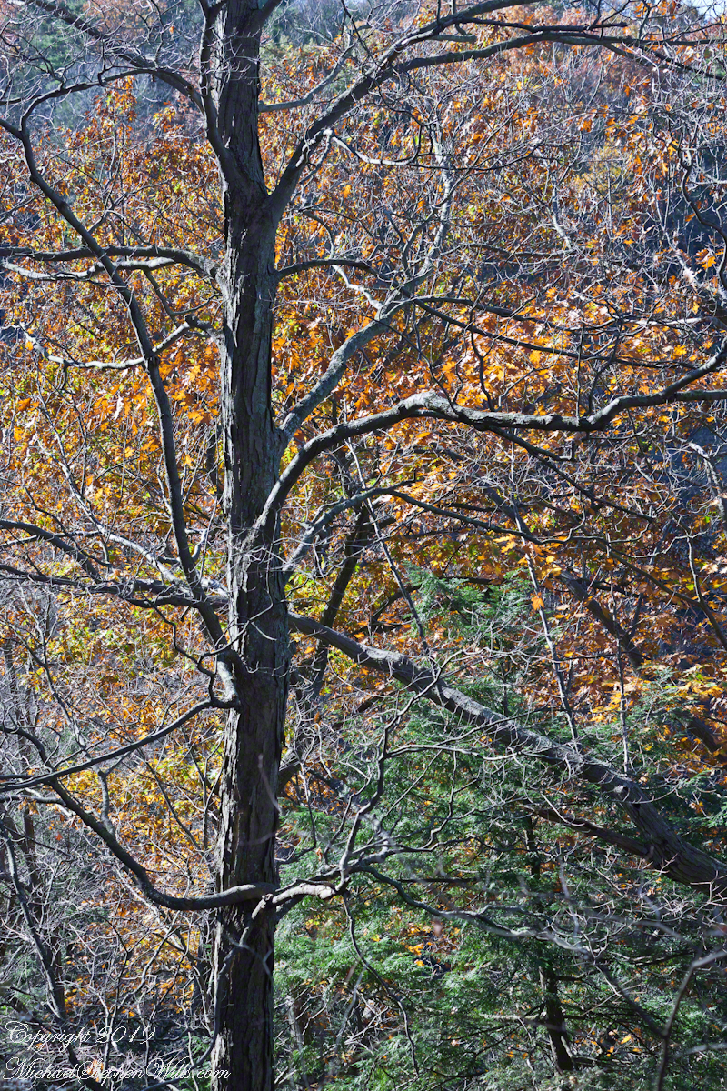 Oak and Hemlock