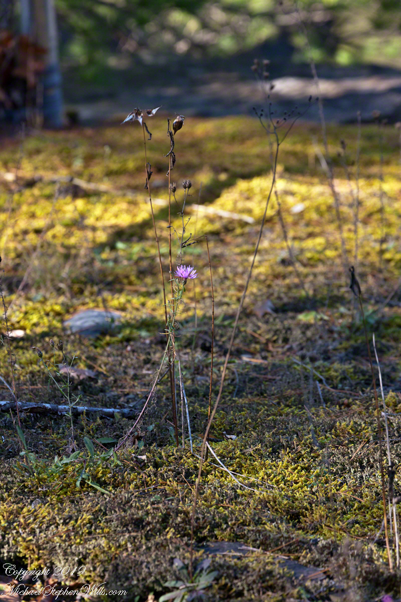Last Flower with Moss, early November