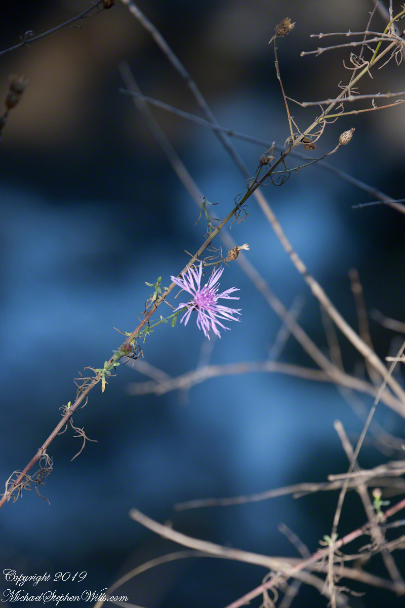 Ironweed, late November