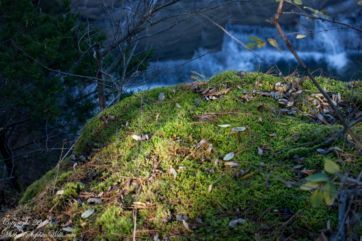 Moss on Cliff Edge