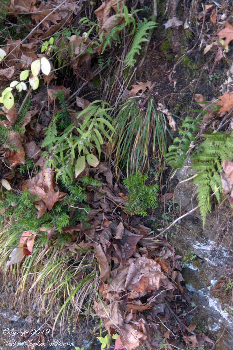 Cliff Stair Wall, autumn with hemlock