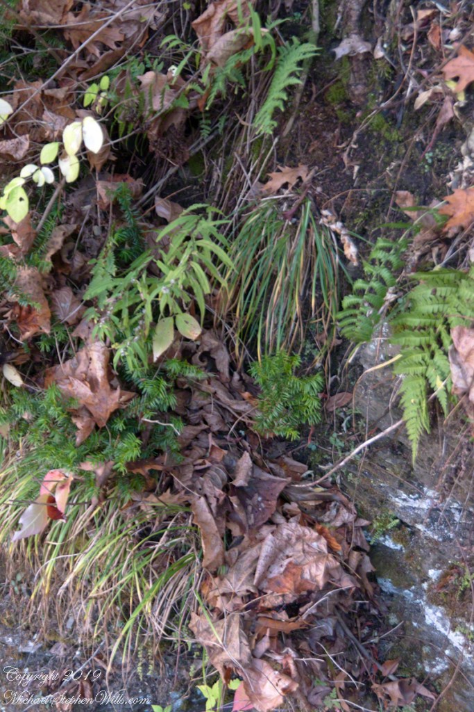 Cliff Stair Wall, autumn with hemlock