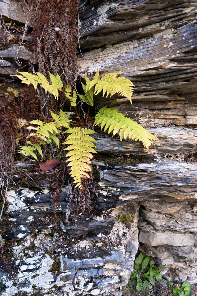 Cliff Stair Wall, autumn with fern generations