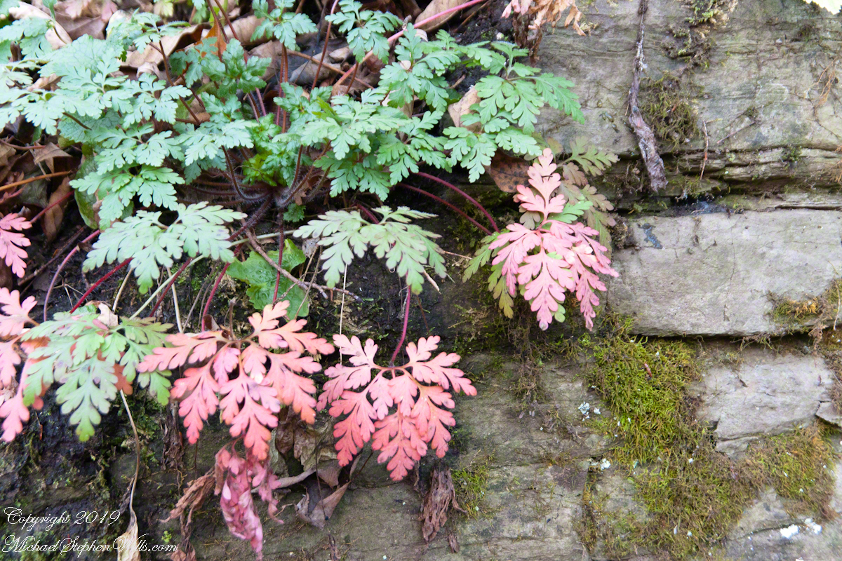 Cliff Stair Wall, autumn Geranium and mosses