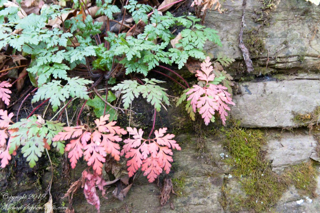 Cliff Stair Wall, autumn Geranium and mosses
