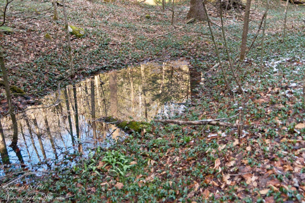 Vernal Pool with Vinca Vine
