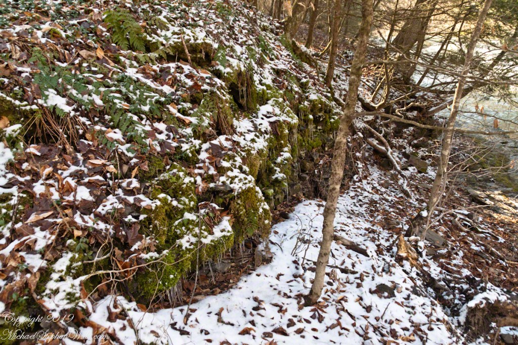 Fern, Moss, young trees, April Snow