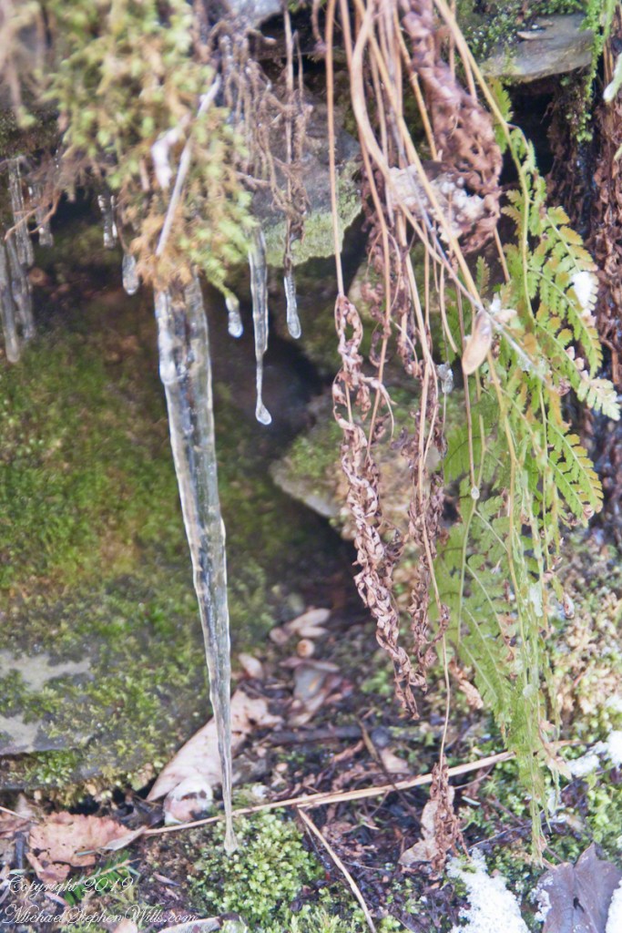 Fresh Icicle with Fern