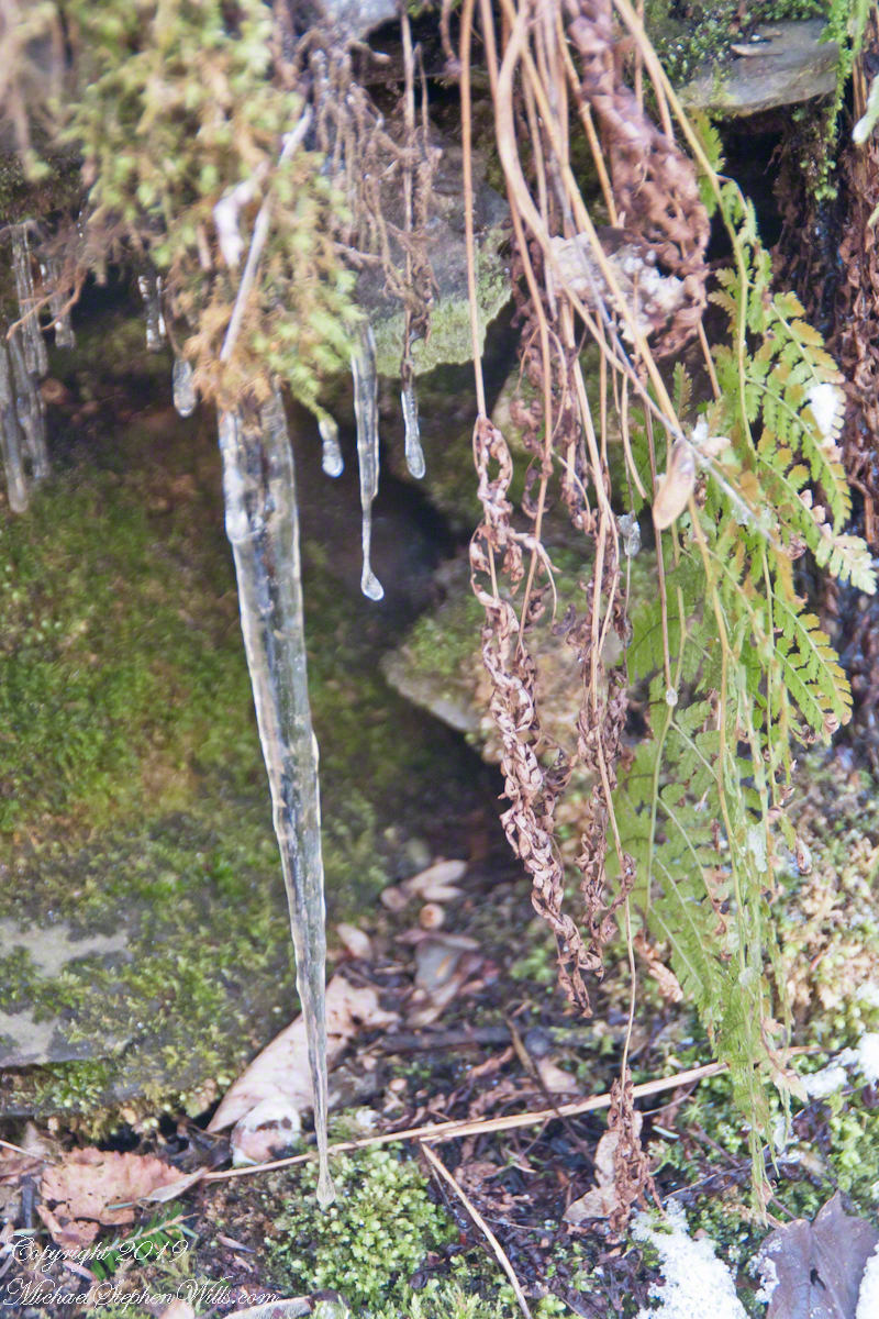 Fresh Icicle with Fern