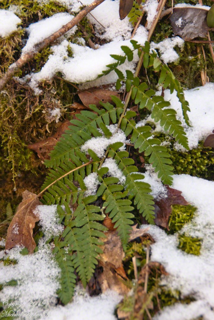 Fern Frond with Early April Snow