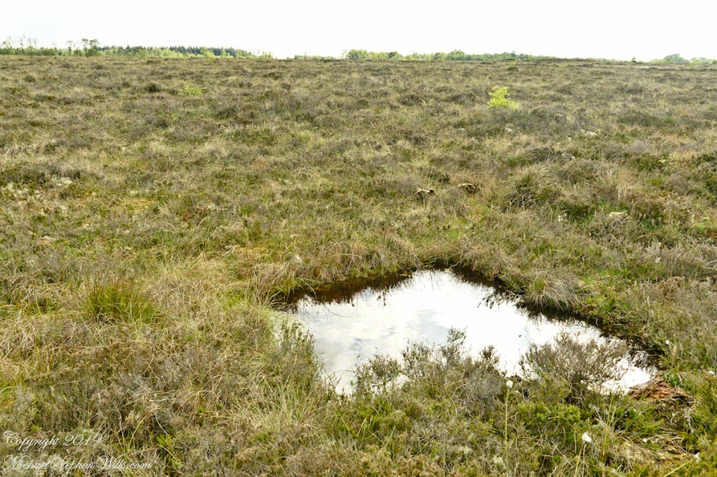 Girley Bog Pool