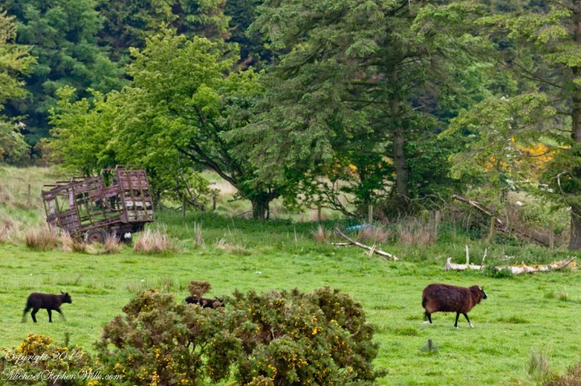 Ewe, Lambs with abandoned hay wagon.