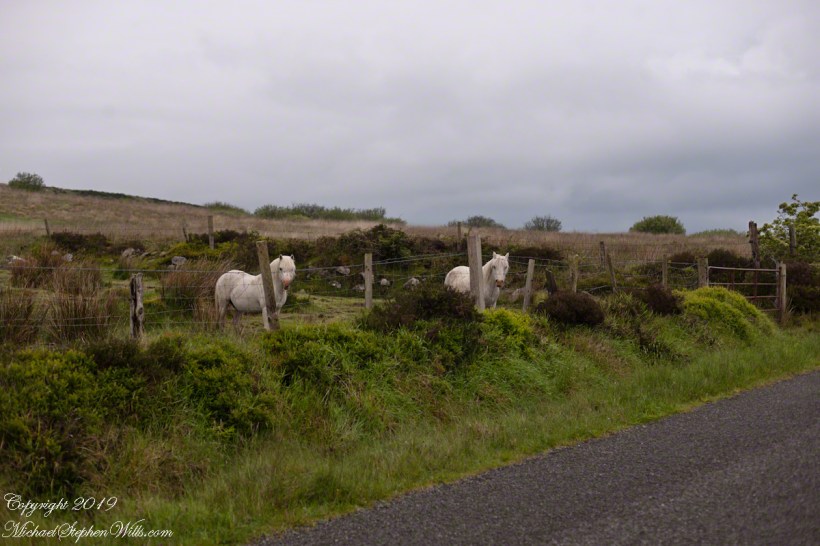 Curious White Horses on Slievenaglogh