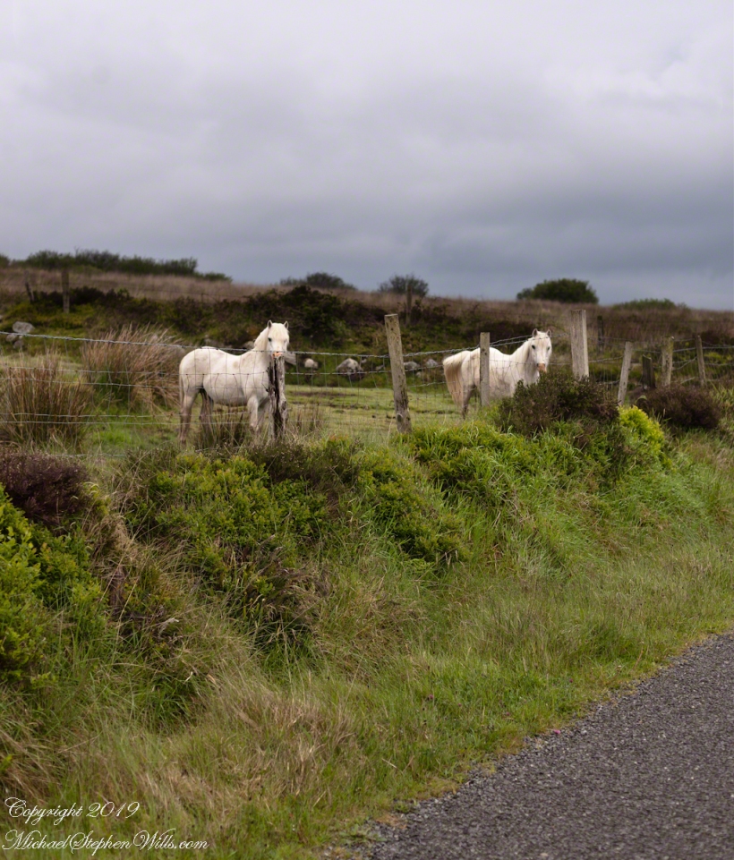 Curious White Horses on Slievenaglogh
