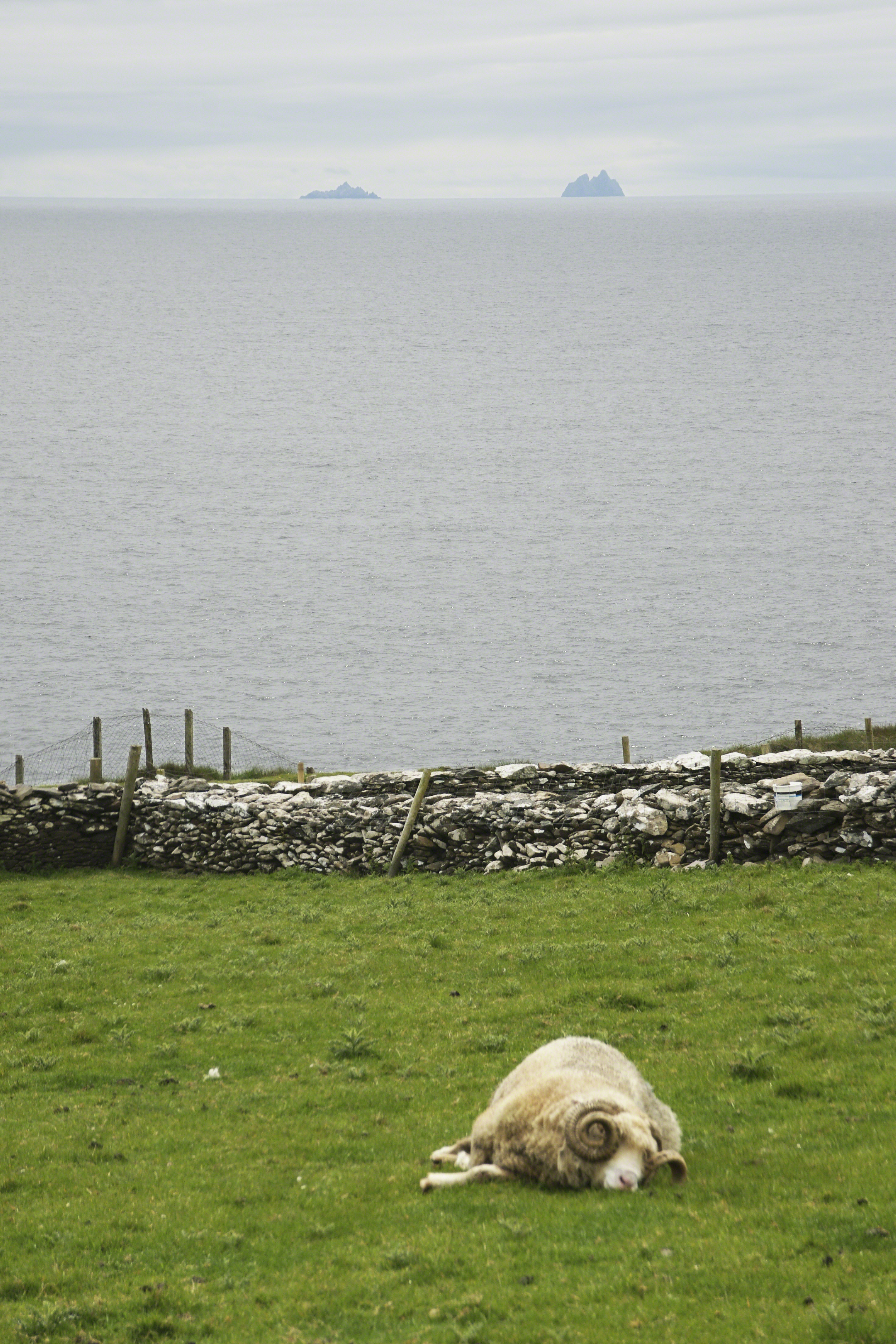 Dingle Peninsula Pastoral Scene with Ram and the Skelligs