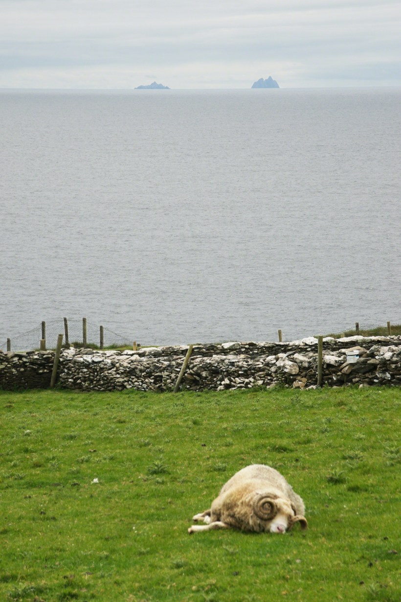 Dingle Peninsula Pastoral Scene with Ram and the Skelligs