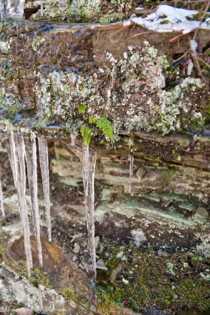 Rim Trail icicles with lichen, moss and fern.