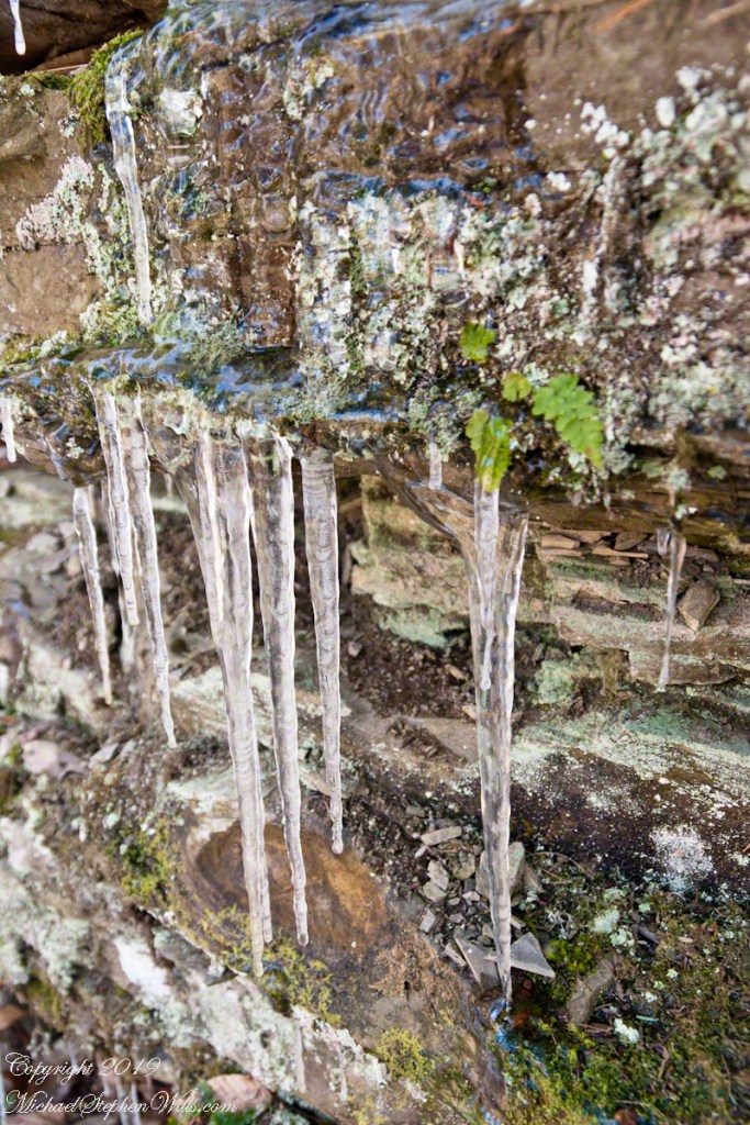 Rim Trail icicles with lichen, moss and fern.