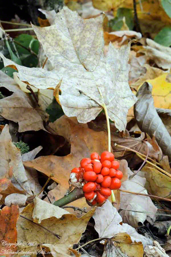 Jack-in-the-Pulpit Berries