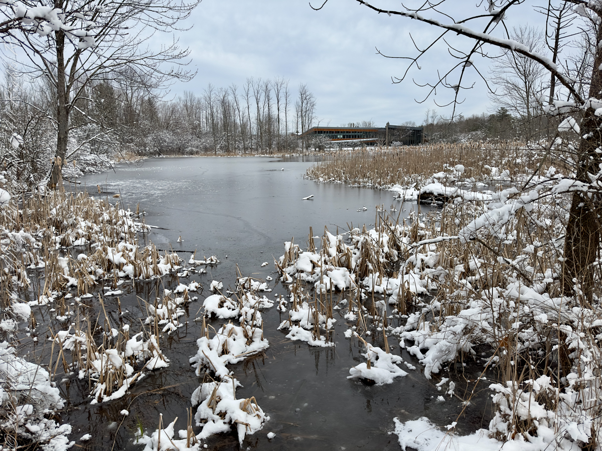 Autumn Stroll in Sapsucker Woods