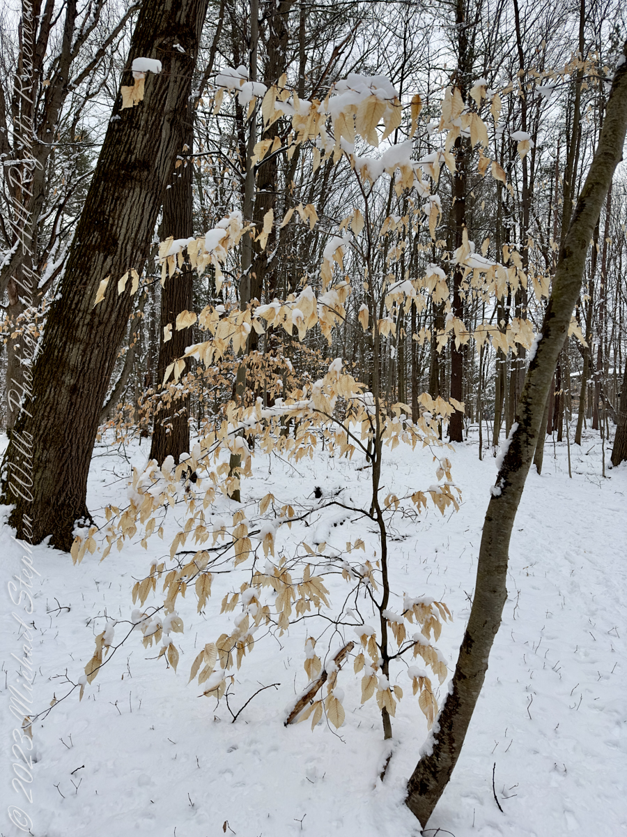 Autumn Stroll in Sapsucker Woods