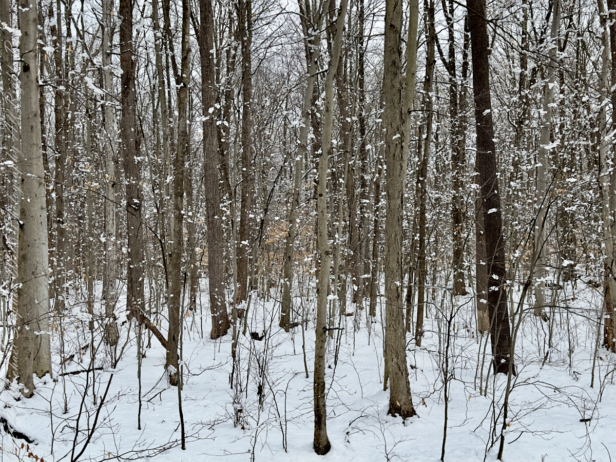 Autumn Stroll in Sapsucker Woods