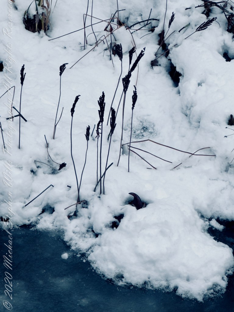 Autumn Stroll in Sapsucker Woods