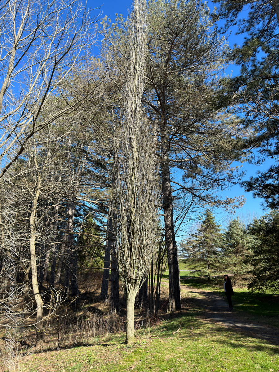 Autumn Stroll in Sapsucker Woods