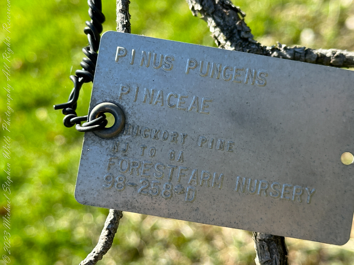 Autumn Stroll in Sapsucker Woods