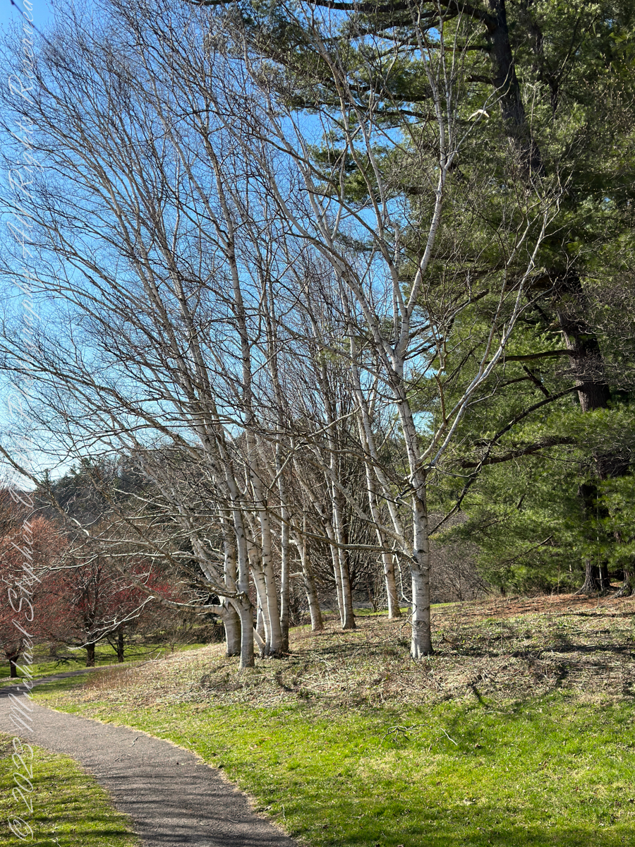 Autumn Stroll in Sapsucker Woods
