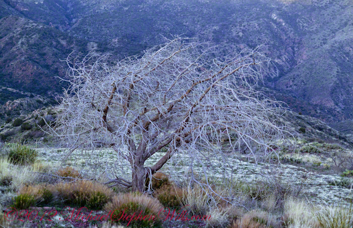 Reavis Ranch Juniper Dry Juniper Descent – Michael Stephen Wills Photography