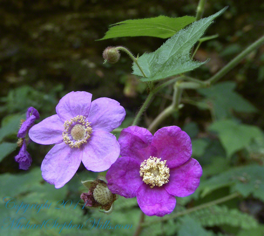 Raspberry Treasure The Wonder of Purple-Flowered Raspberry: Nature’s Thornless Native ...