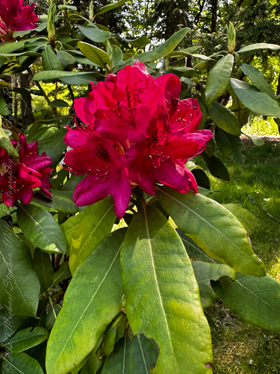 First Blooms  Michael Stephen Wills Photography