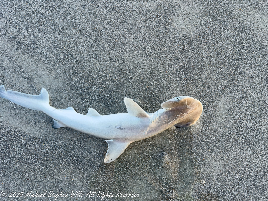 small hammerhead shark – Michael Stephen Wills Photography